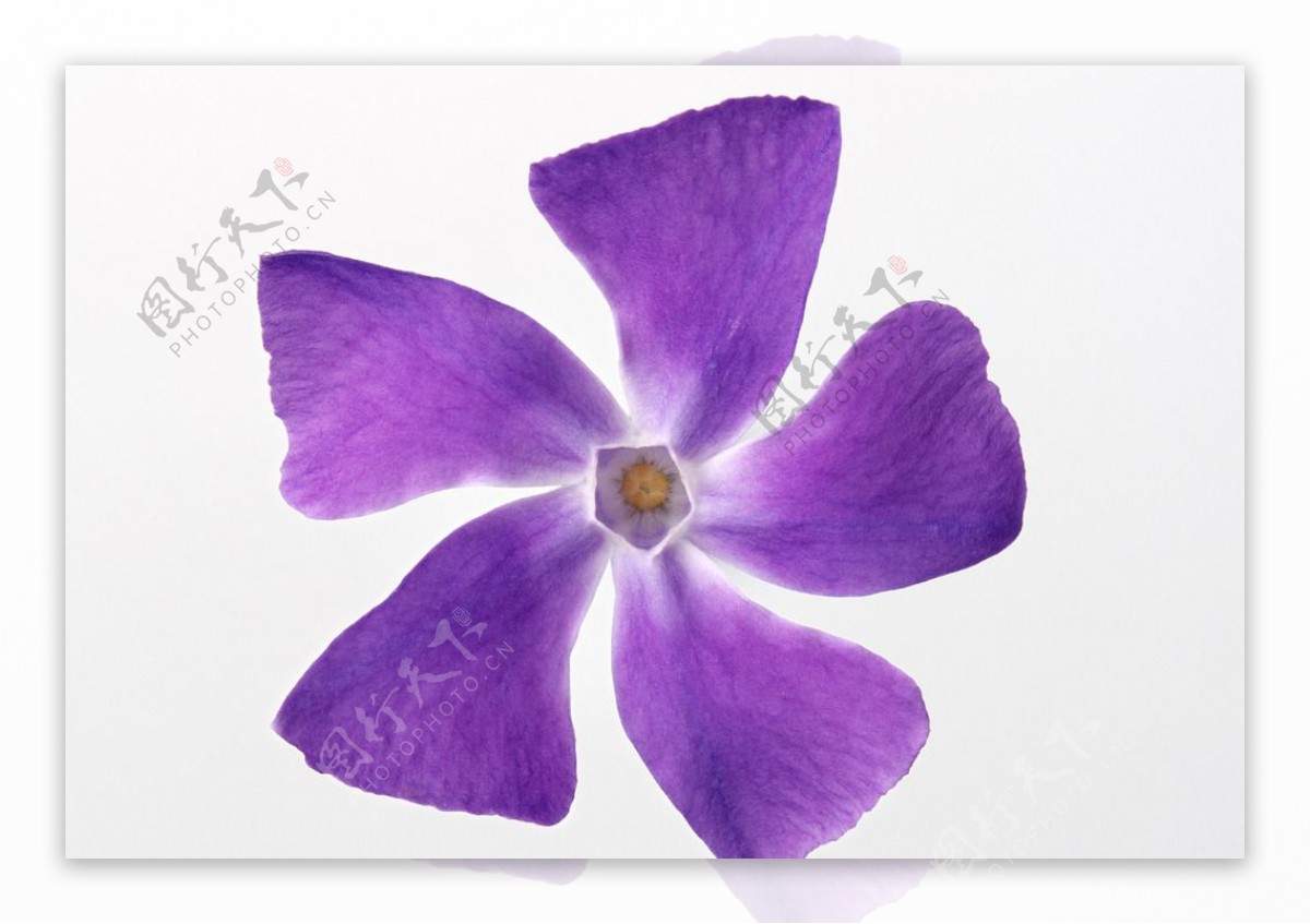 紫花