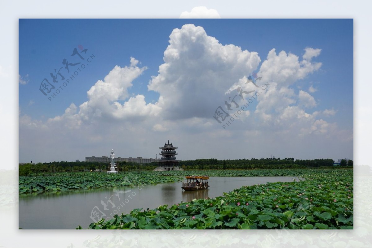 莲湖花海