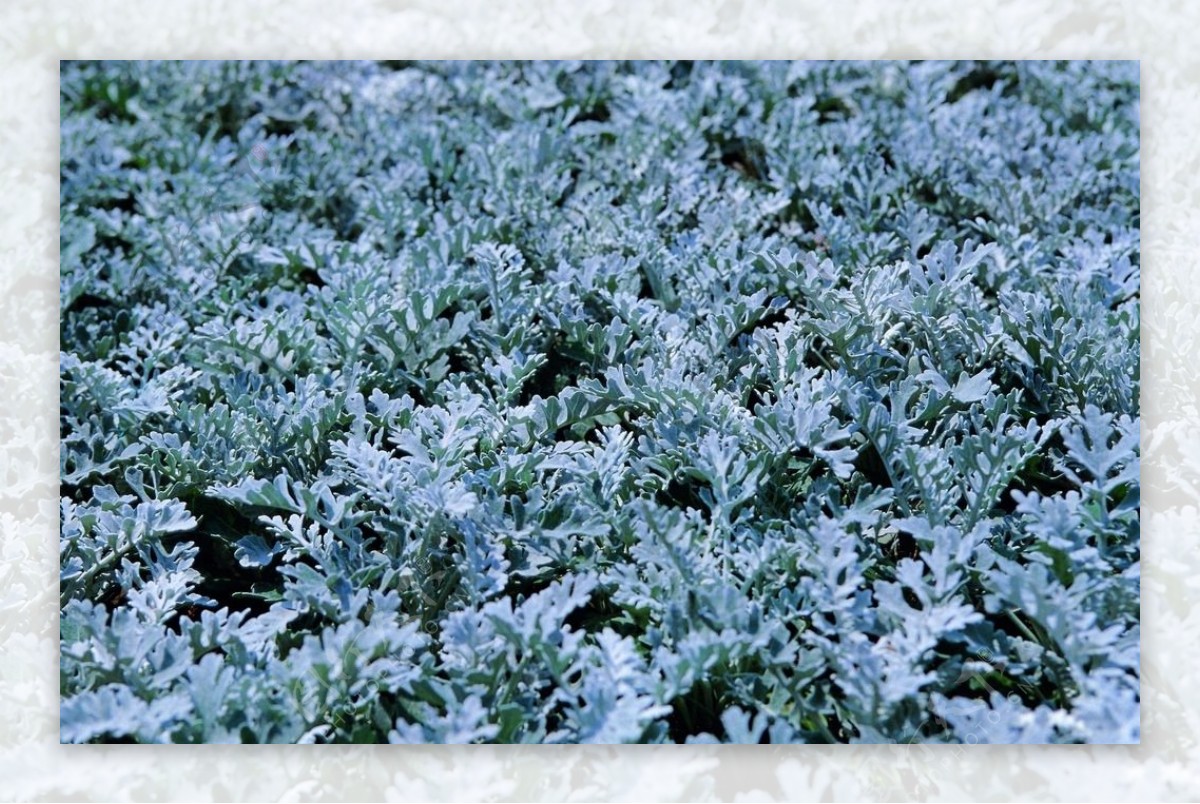 雪景