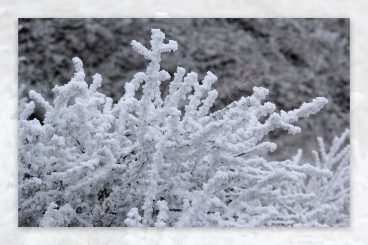 雪地