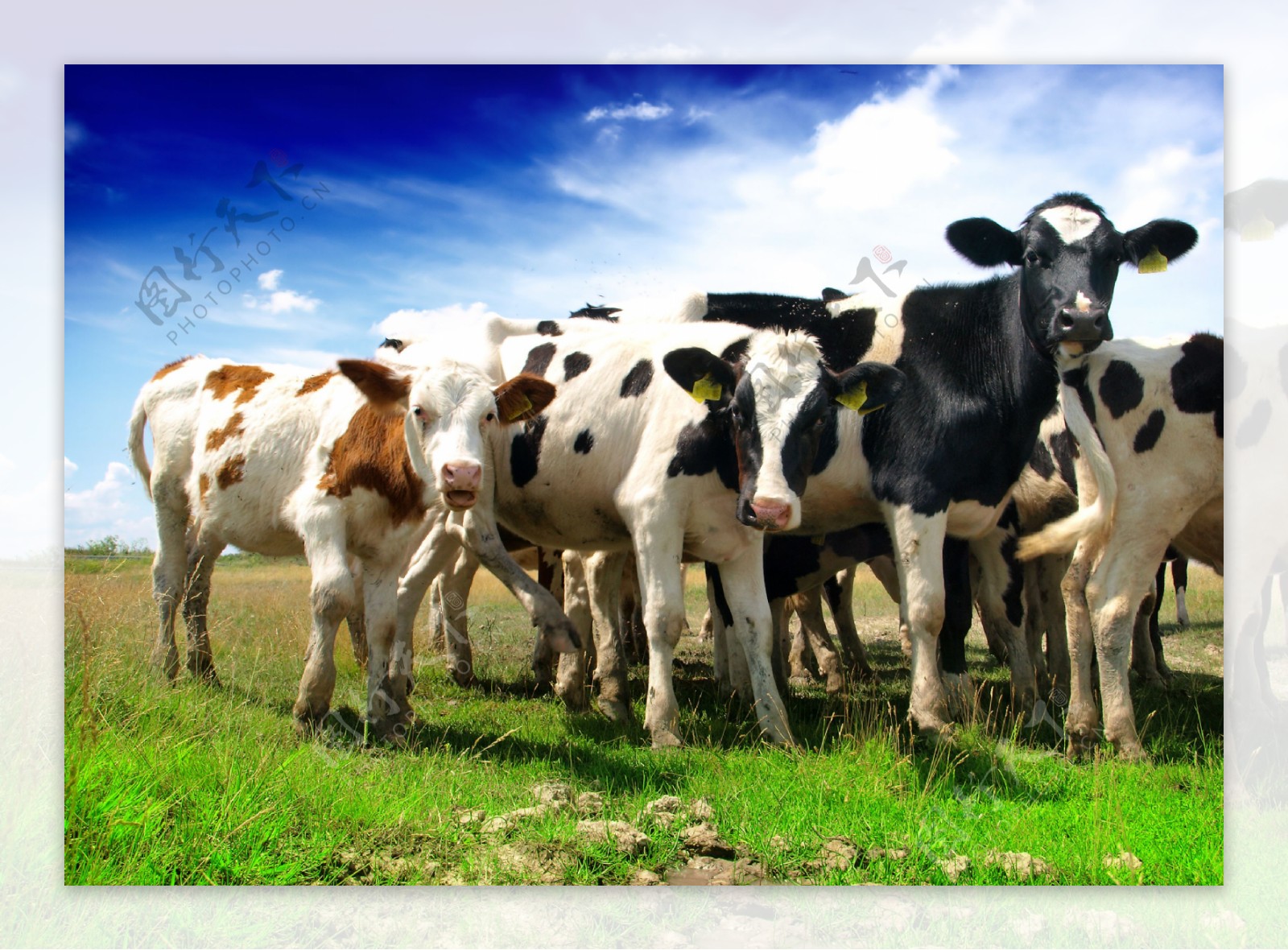 牧场的奶牛高清摄影