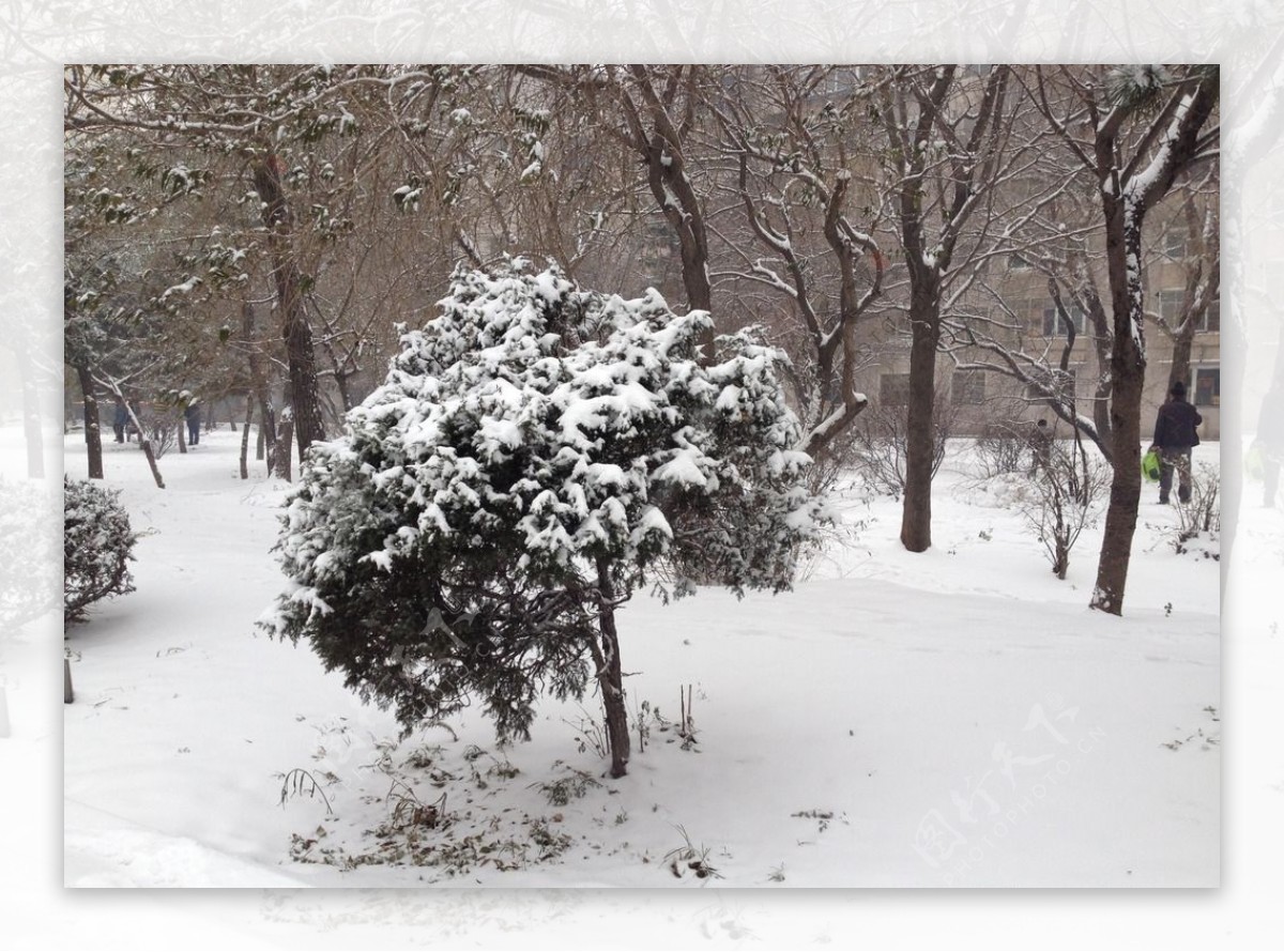 下雪松树