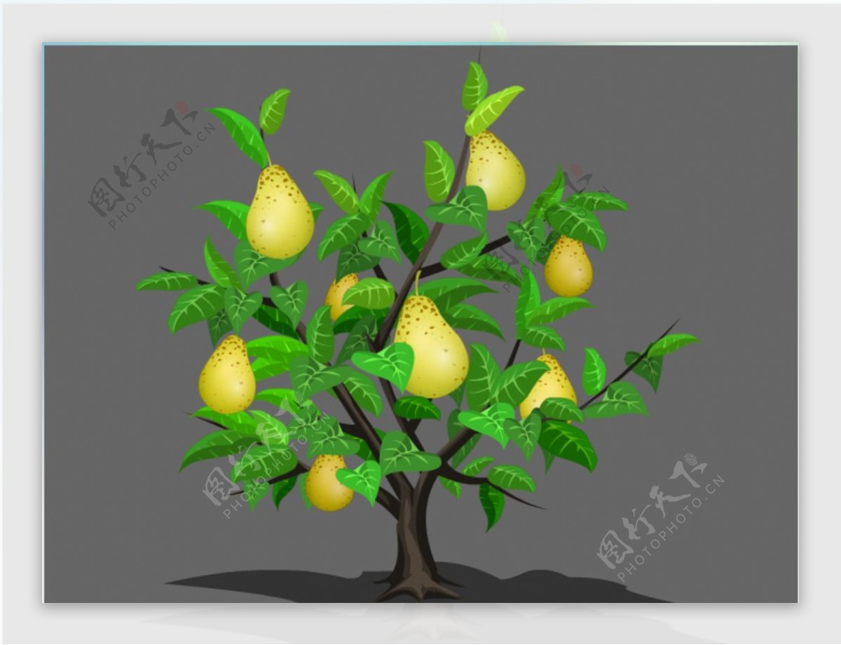 flash结满果实的梨树