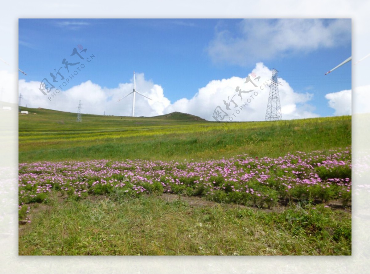 草地中的野花