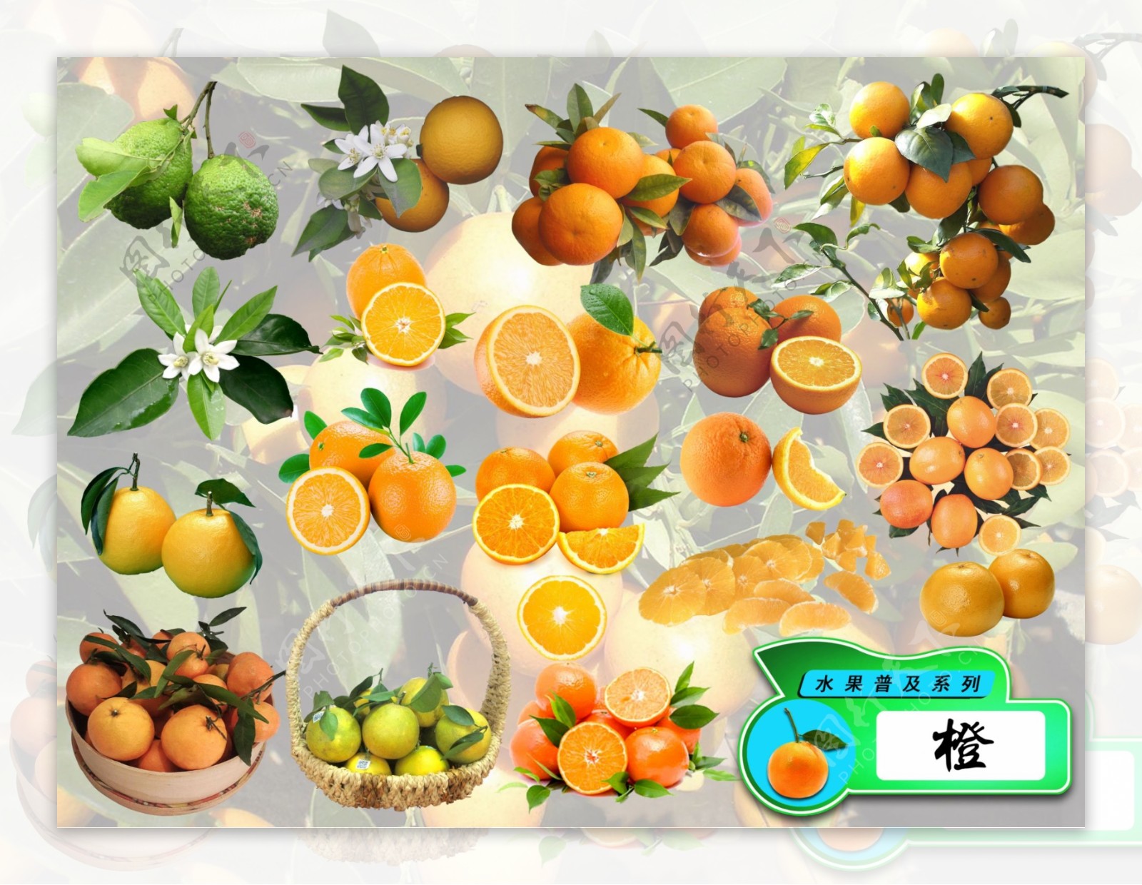 psd水果普及系列之橙子
