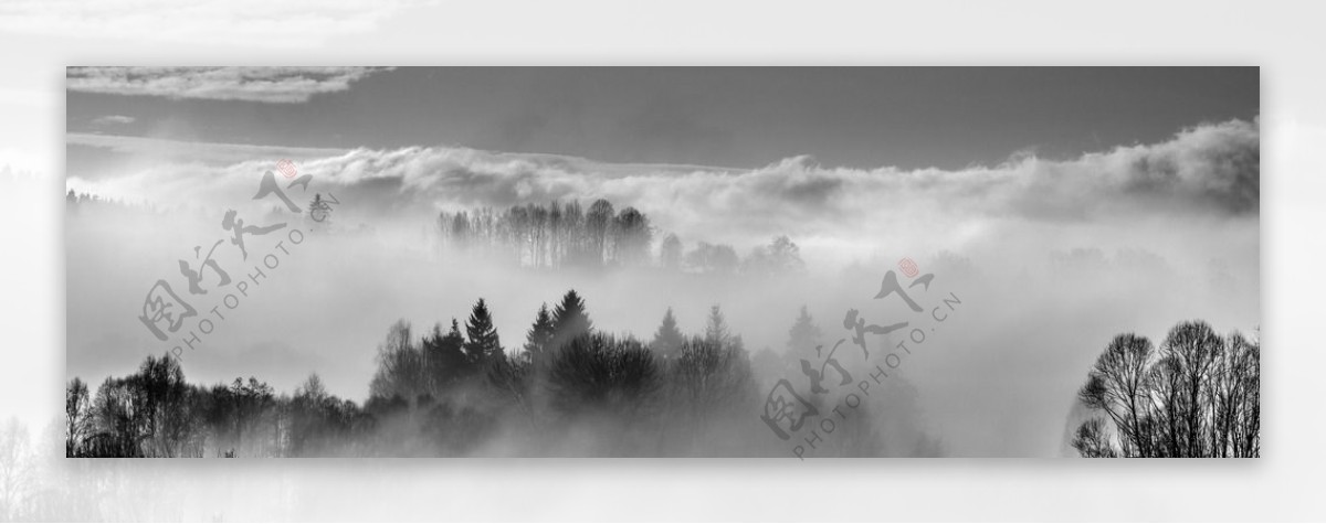 气势磅礴的树木云雾高清摄影