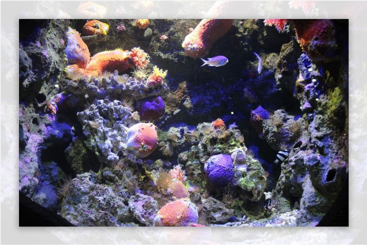 珊瑚与鱼