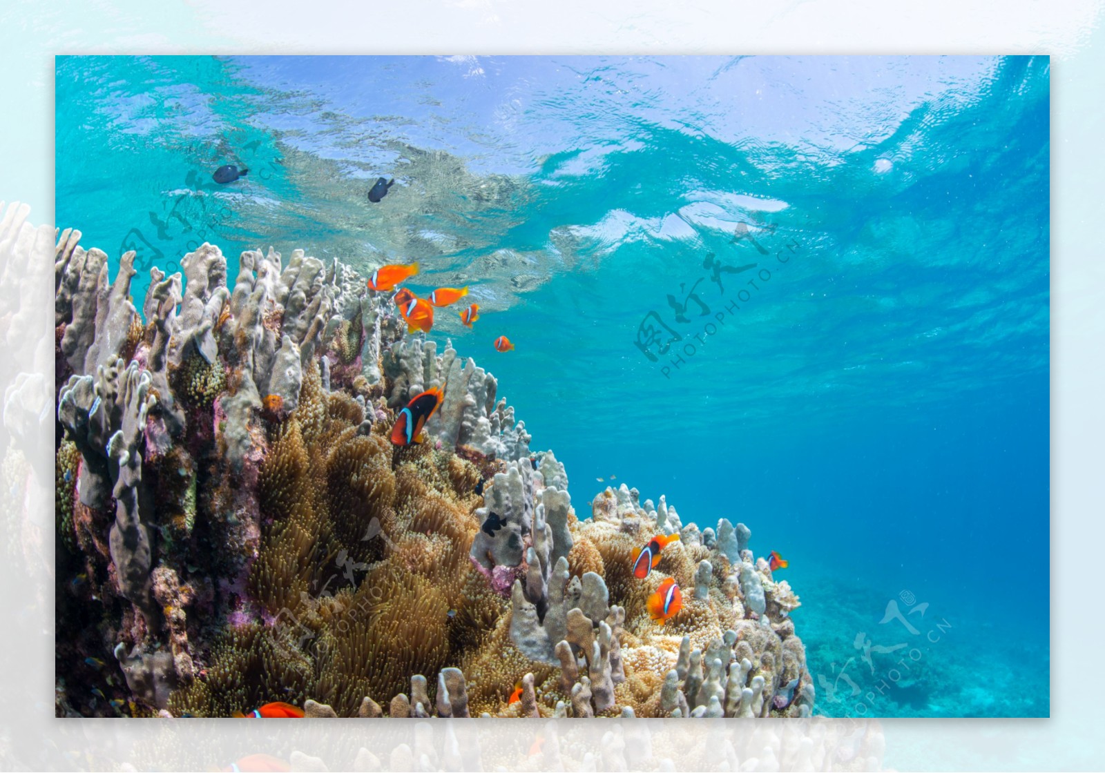 海底珊瑚礁