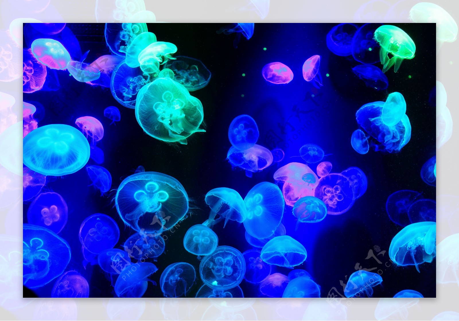 彩色灯光下的水母