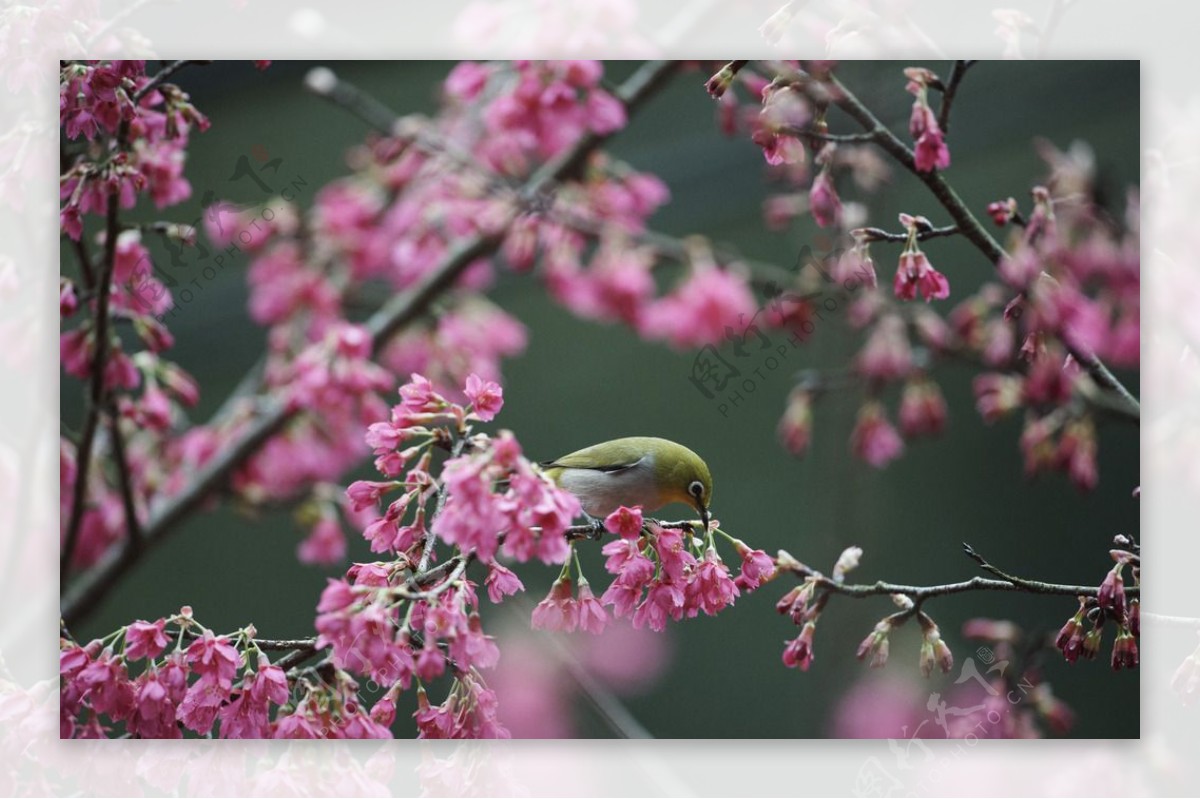 花鸟摄影