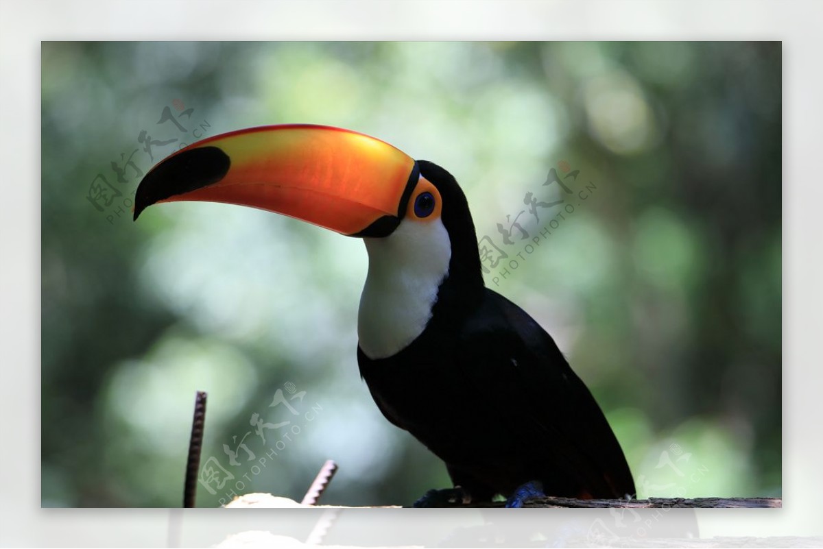 【黑嘴巨嘴鸟摄影图片】生态摄影_太平洋电脑网摄影部落