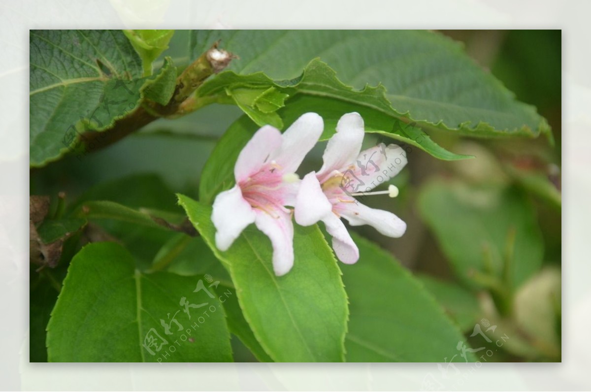 海仙花