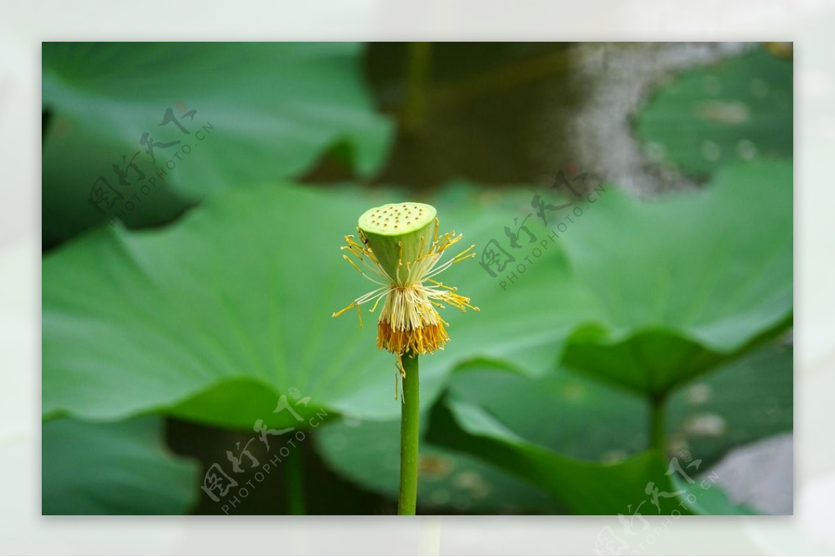 莲蓬花蕊荷叶