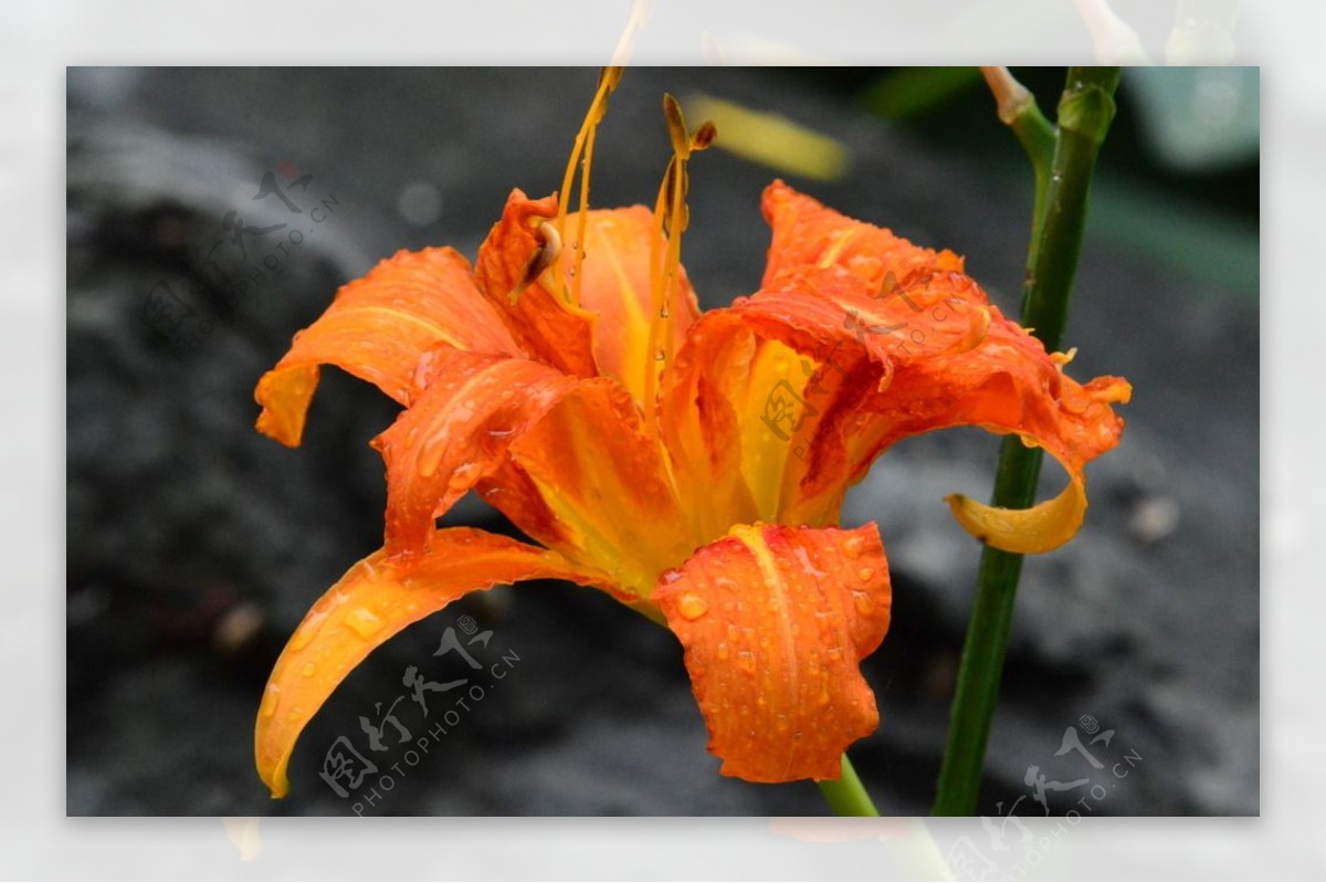 雨露萱草