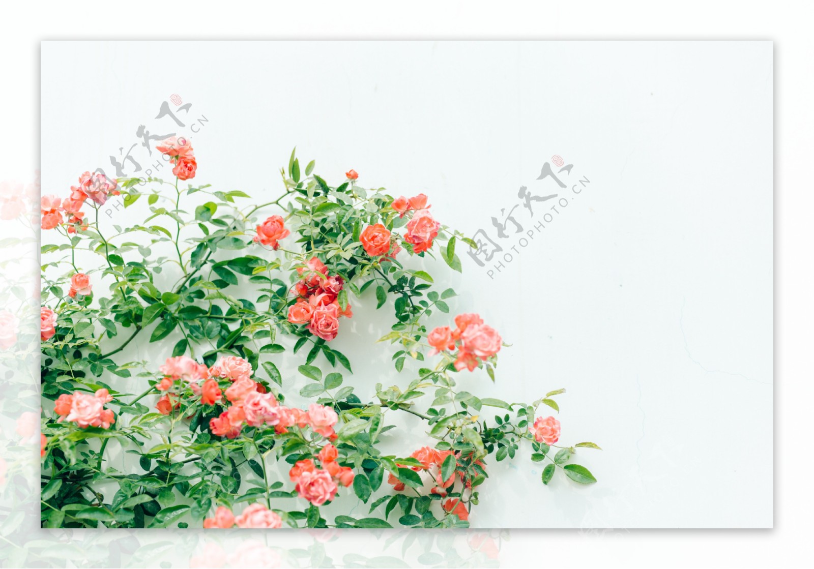 花卉摄影蔷薇