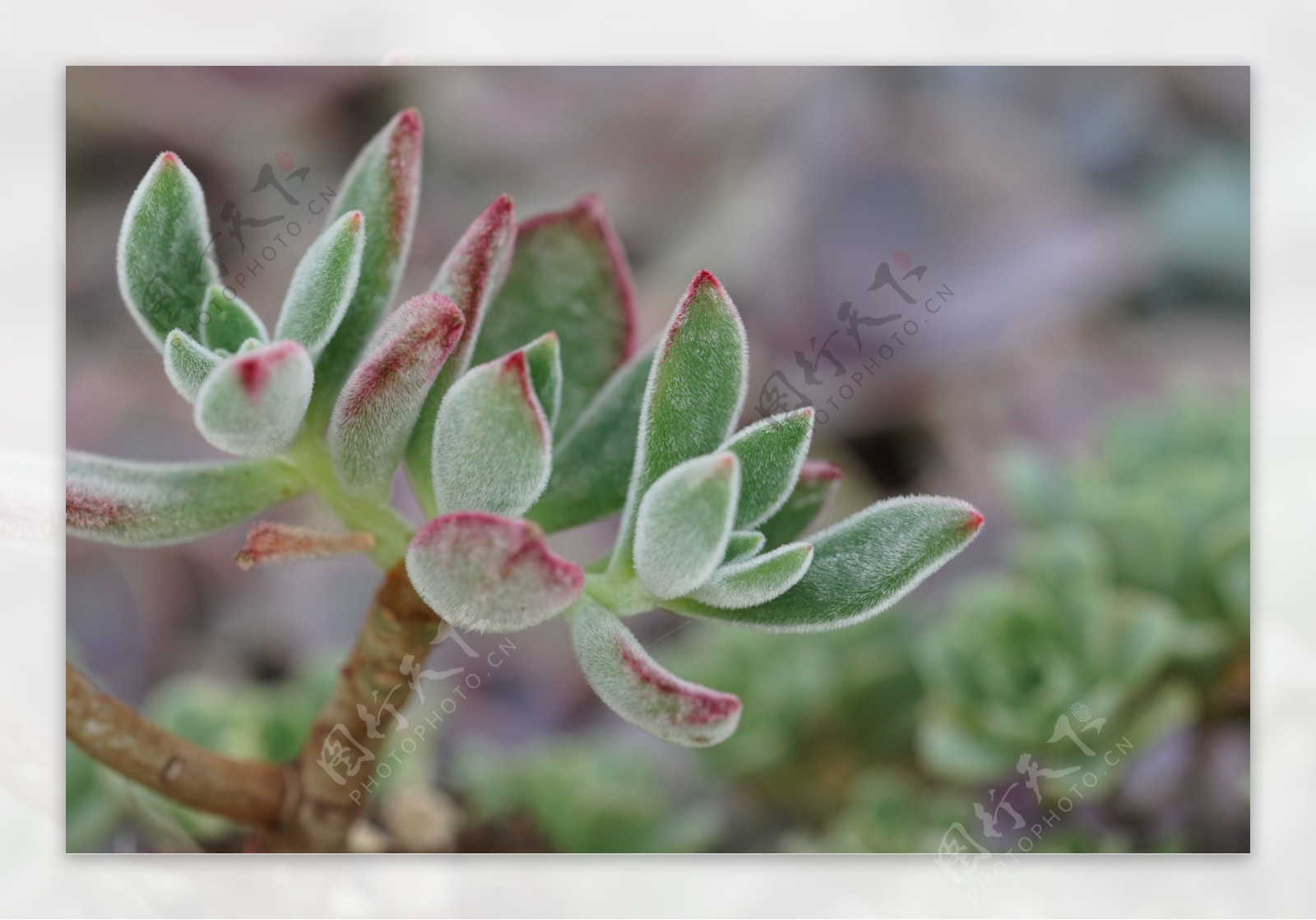 多肉植物红兔耳锦晃星