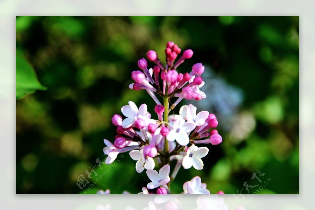 丁香花