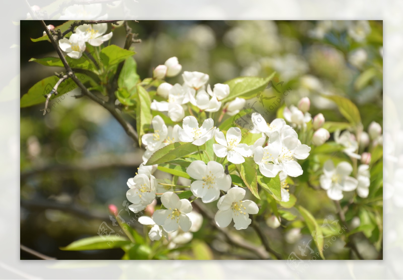 山荆子花