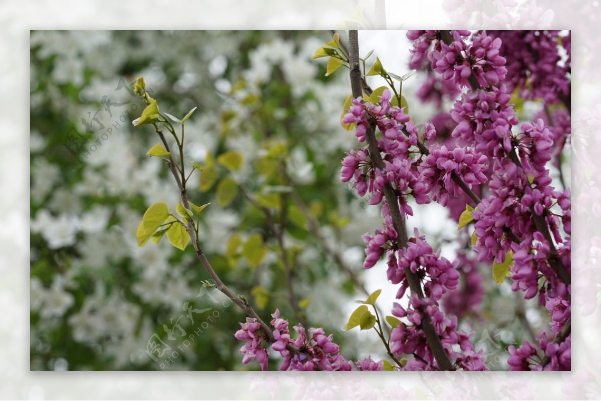 春天紫色观赏花