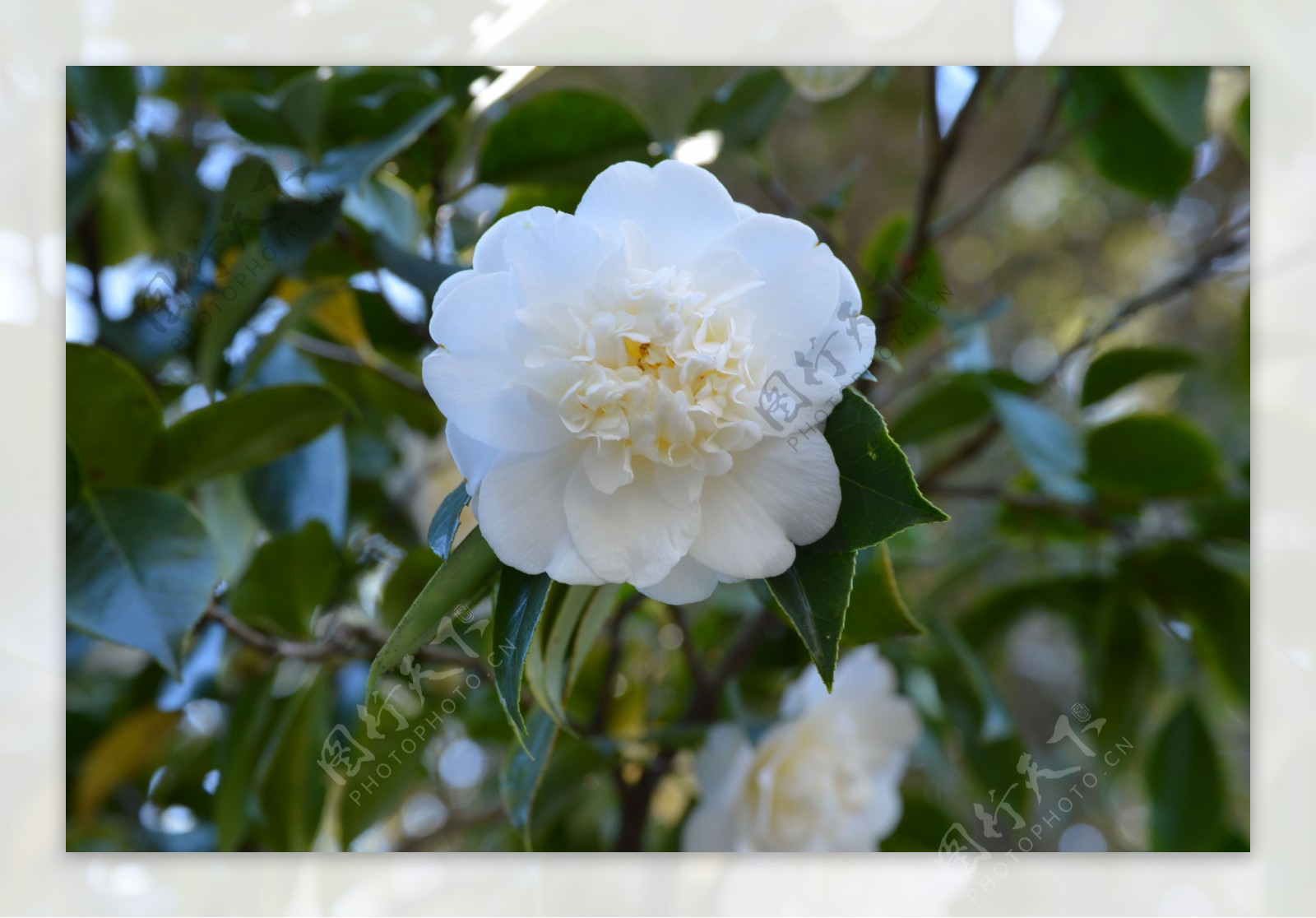 山茶花