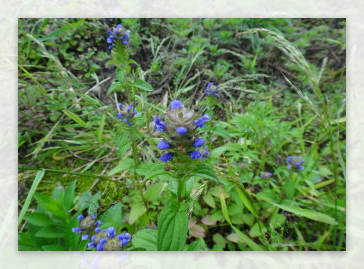 蓝色野花