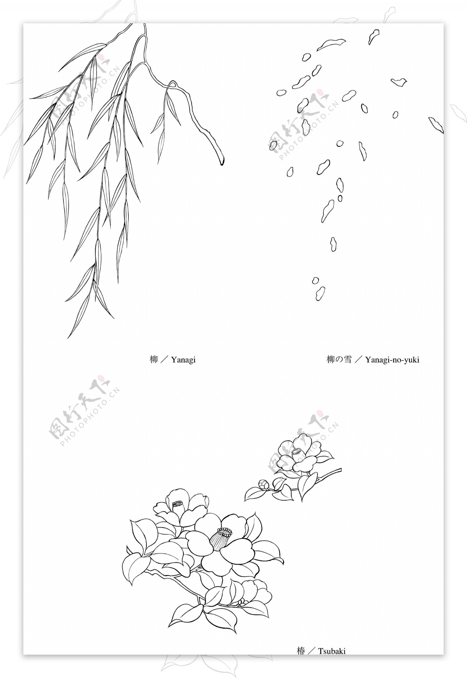 线描柳柳絮椿矢量素材