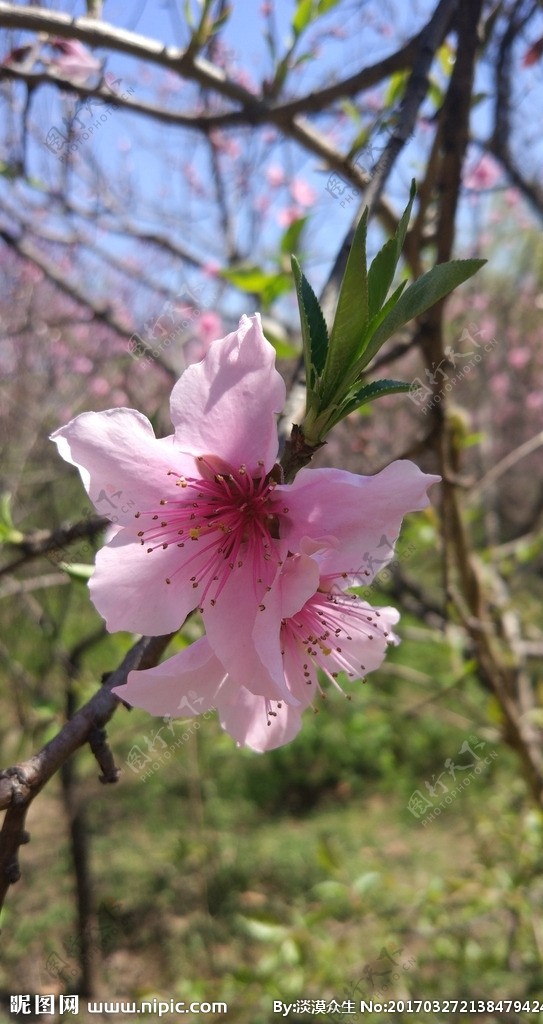 粉色桃花