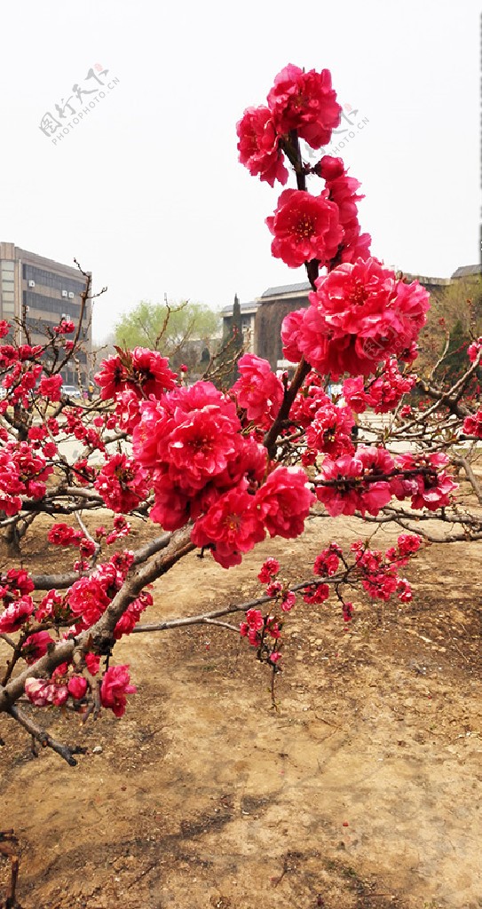 红色桃花树枝摄影图