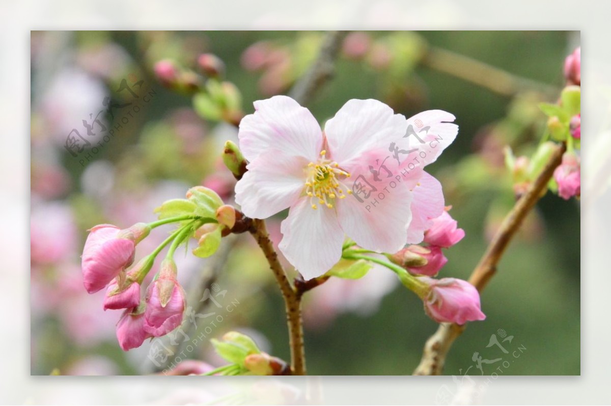 樱花