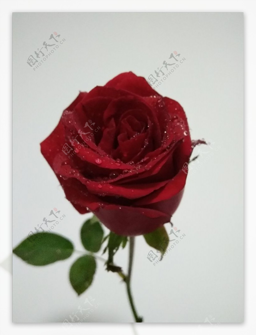 高档保湿玫瑰花单枝手感玫瑰花家居装饰假花仿真花 保湿绢布玫瑰-阿里巴巴