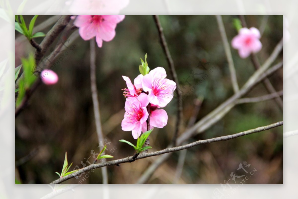 桃花