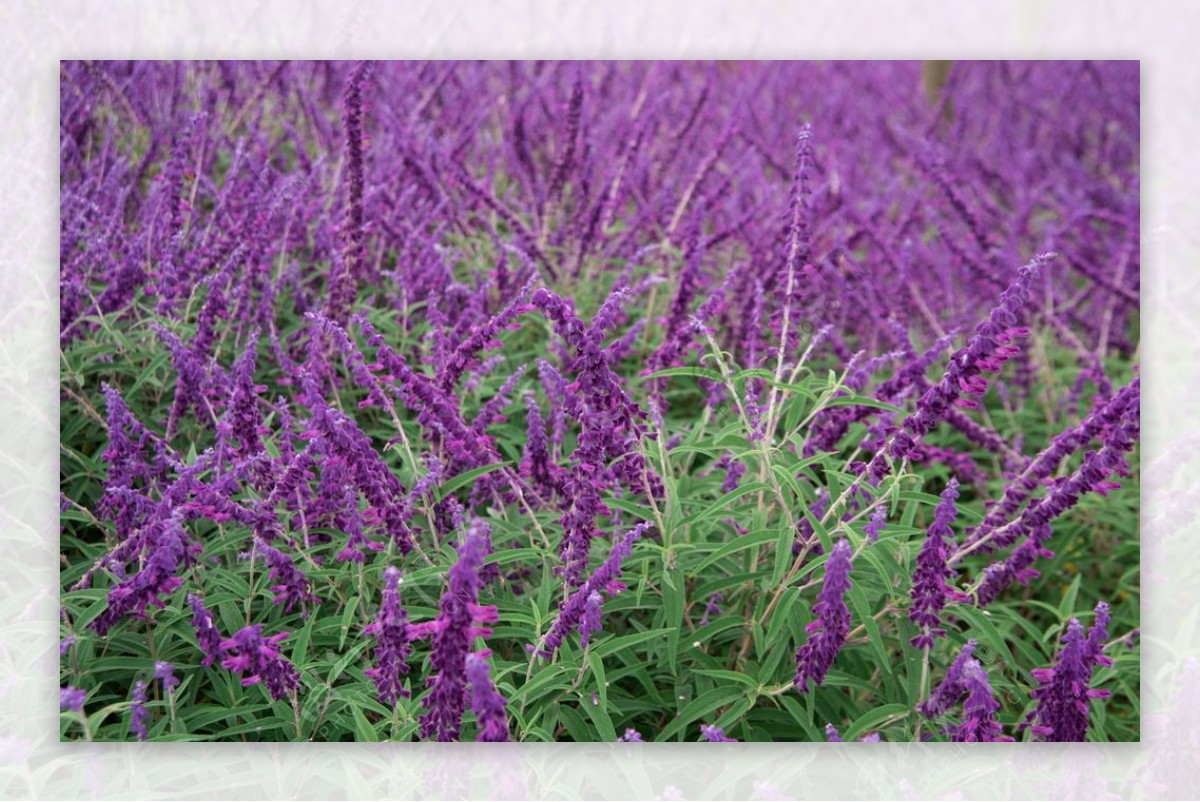 紫柳花丛