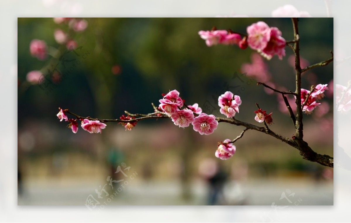 梅花香自苦寒来