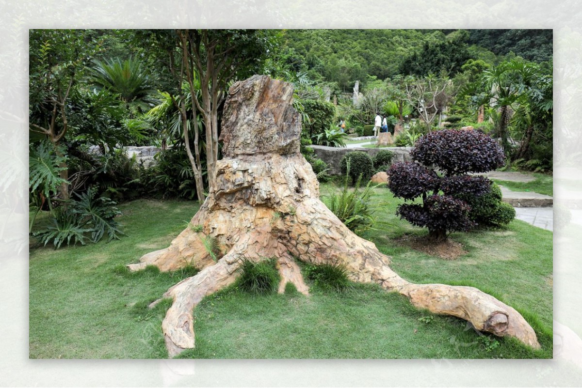 树木化石树根