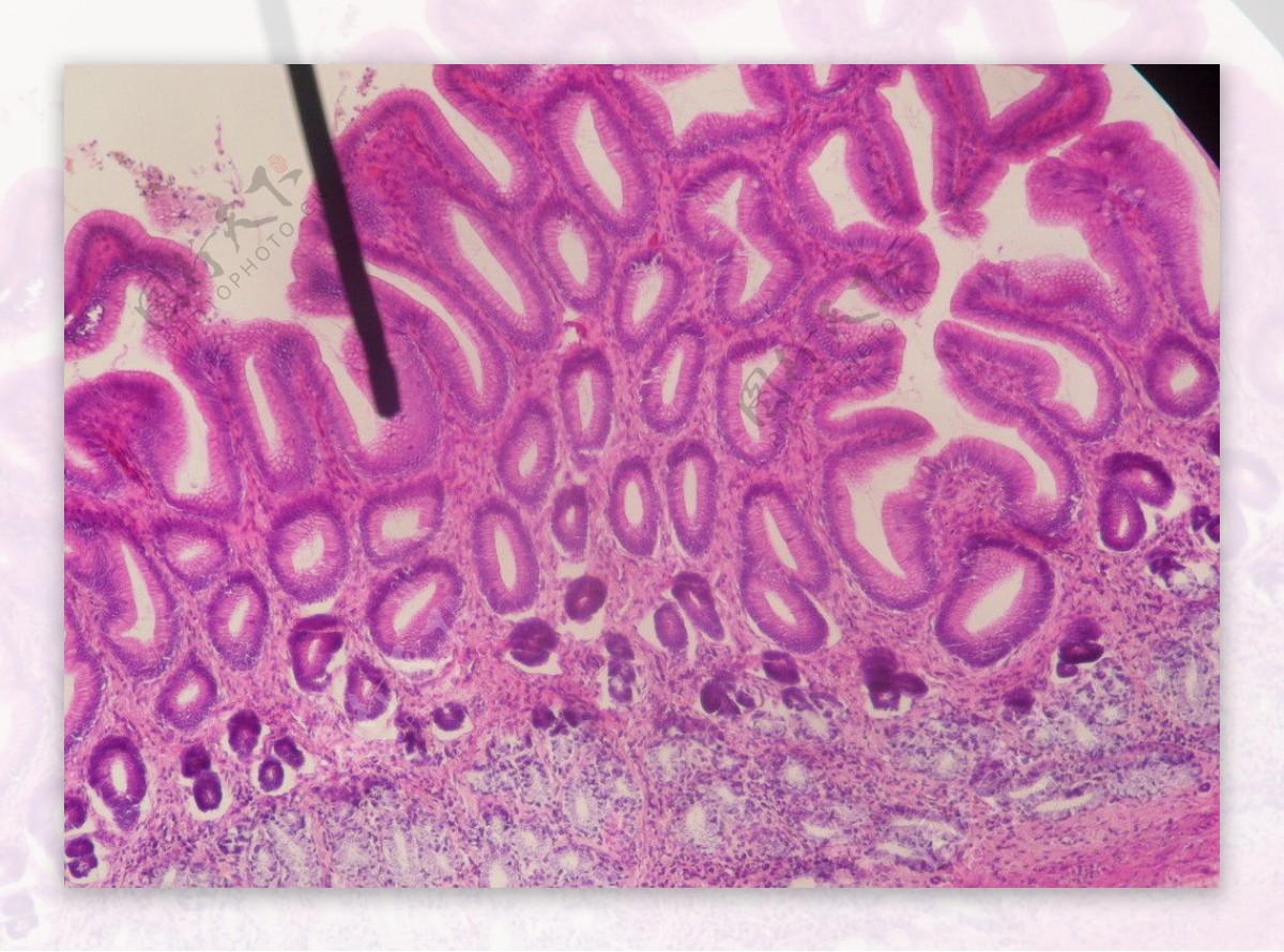 细胞微观切片