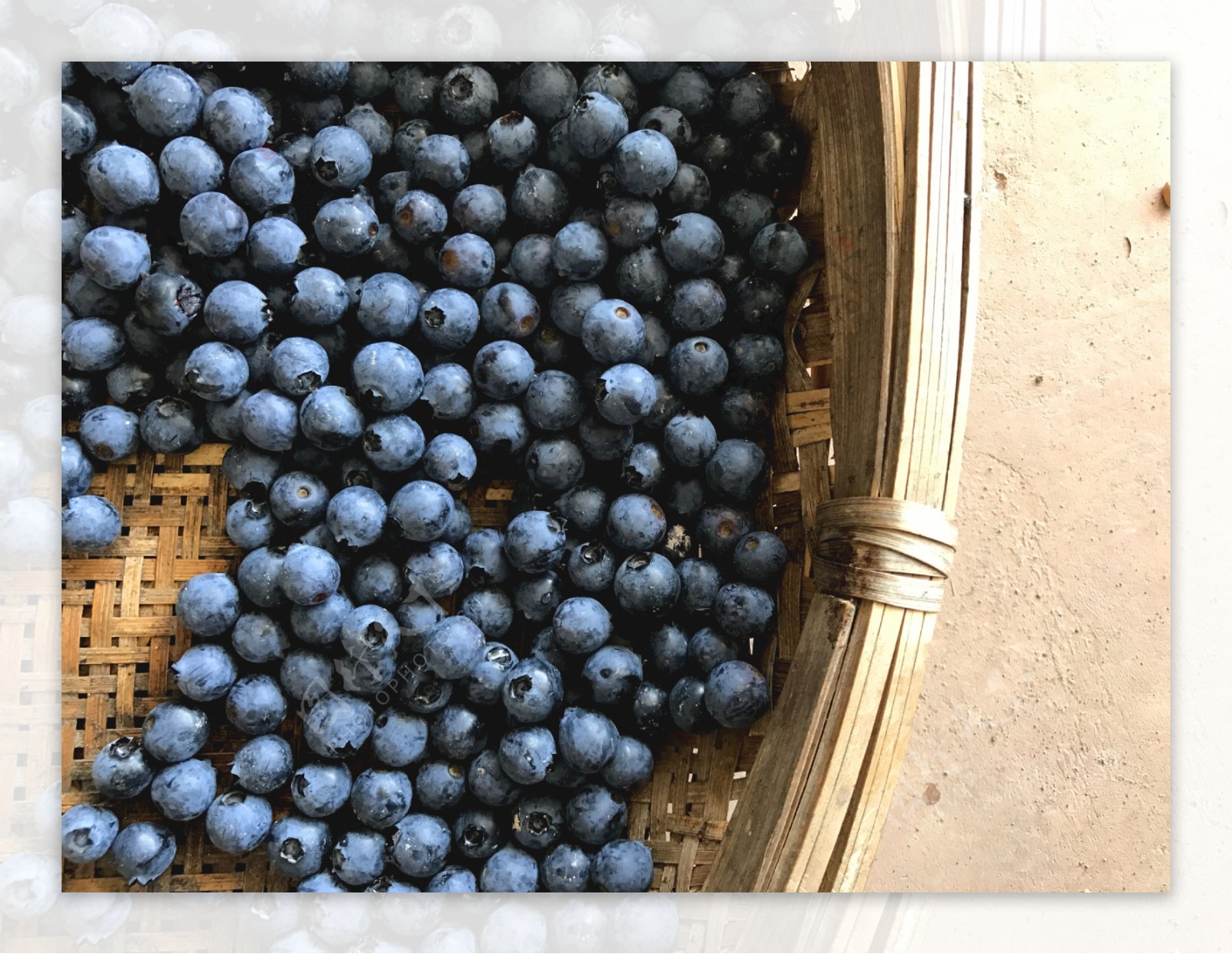采摘的蓝莓