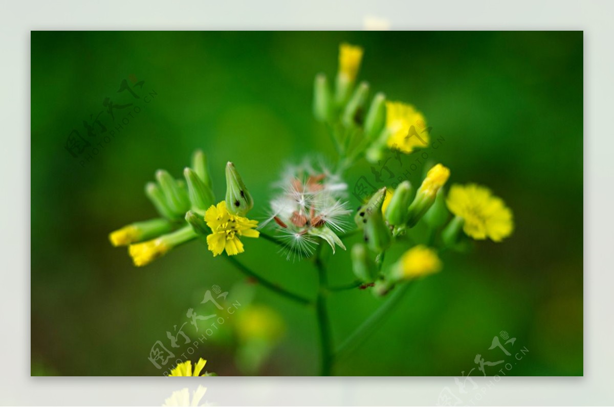 油菜花