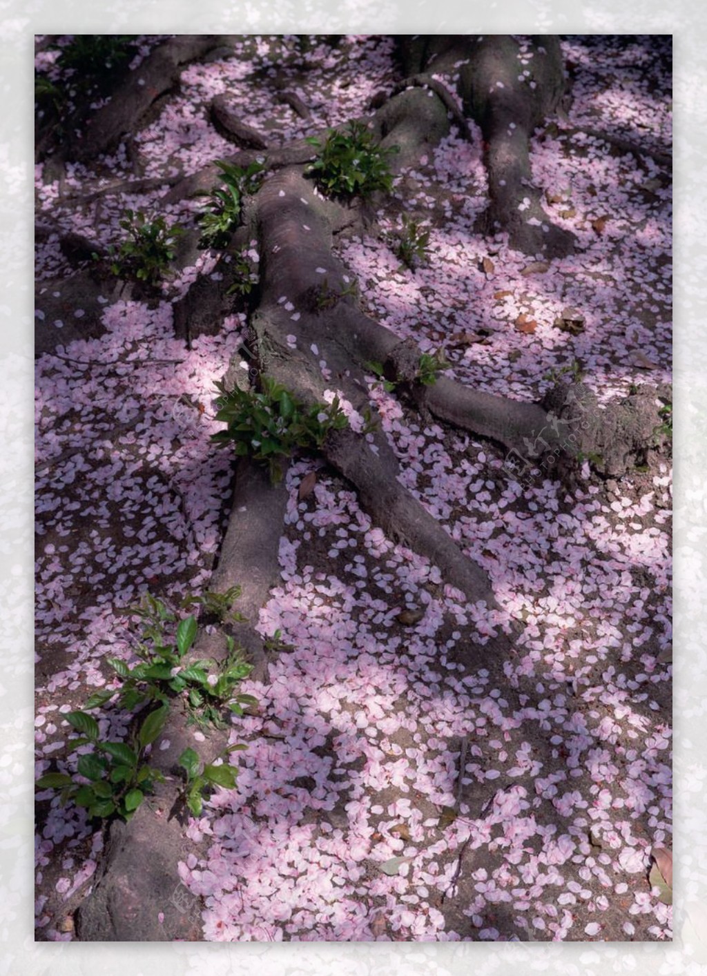 樱花树下的花瓣