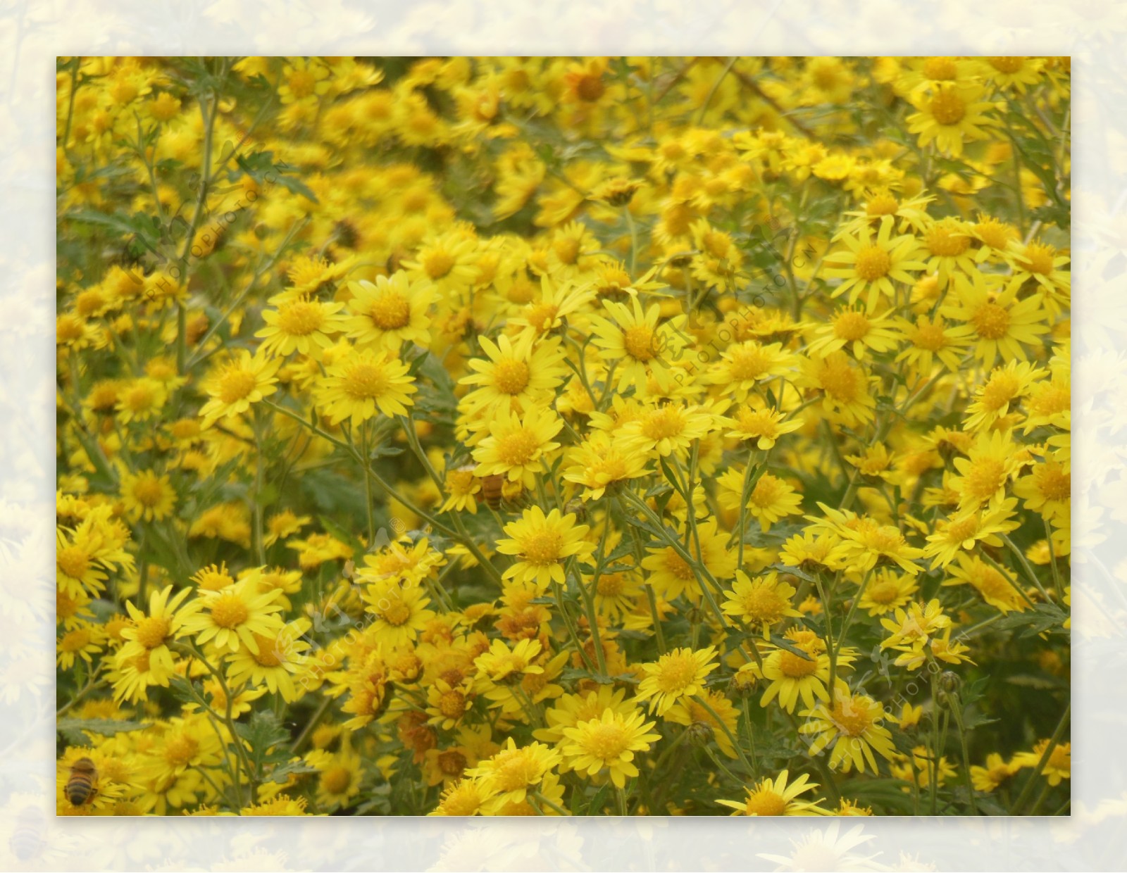 野菊花