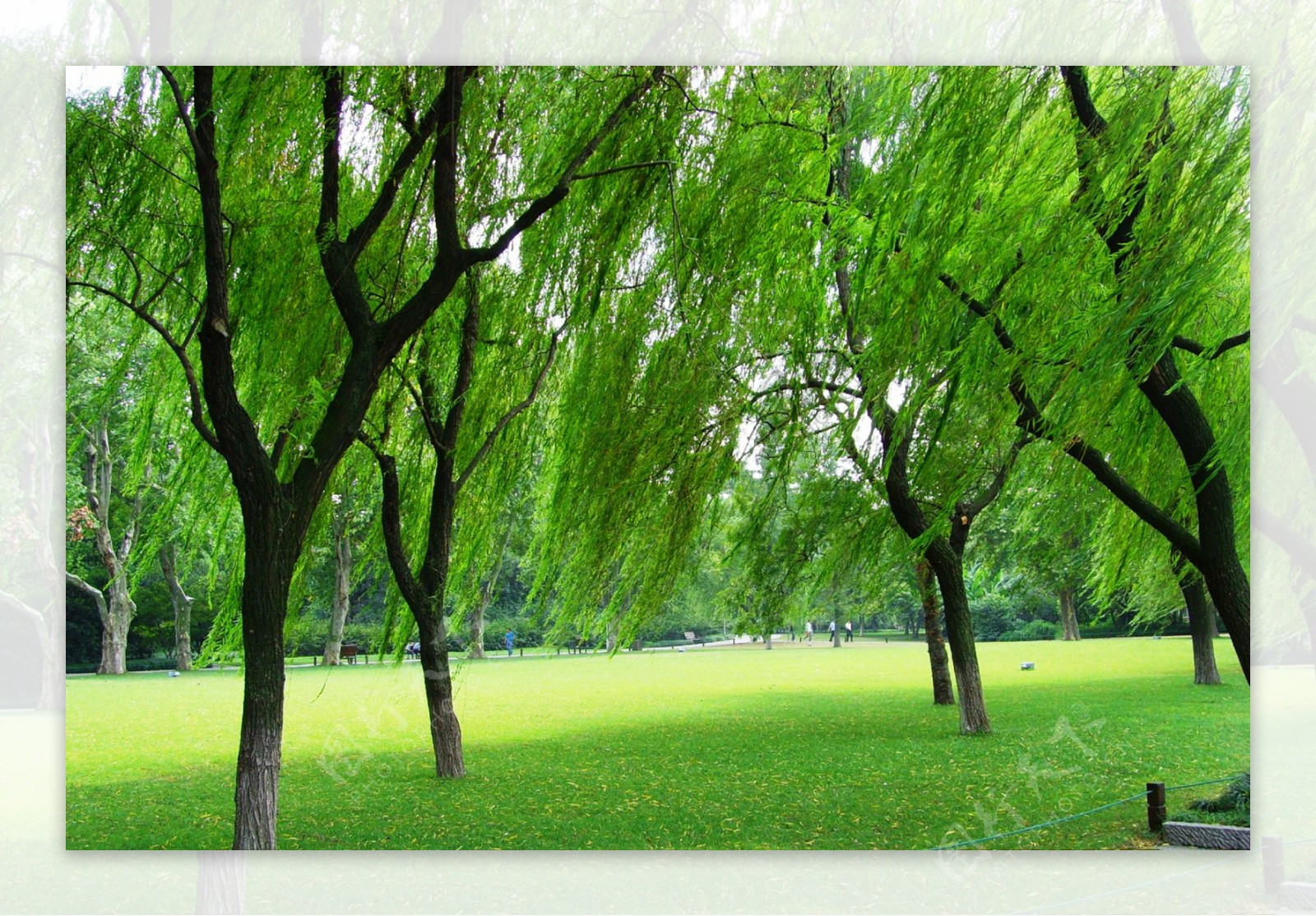 西湖垂柳与绿色草坪高清图