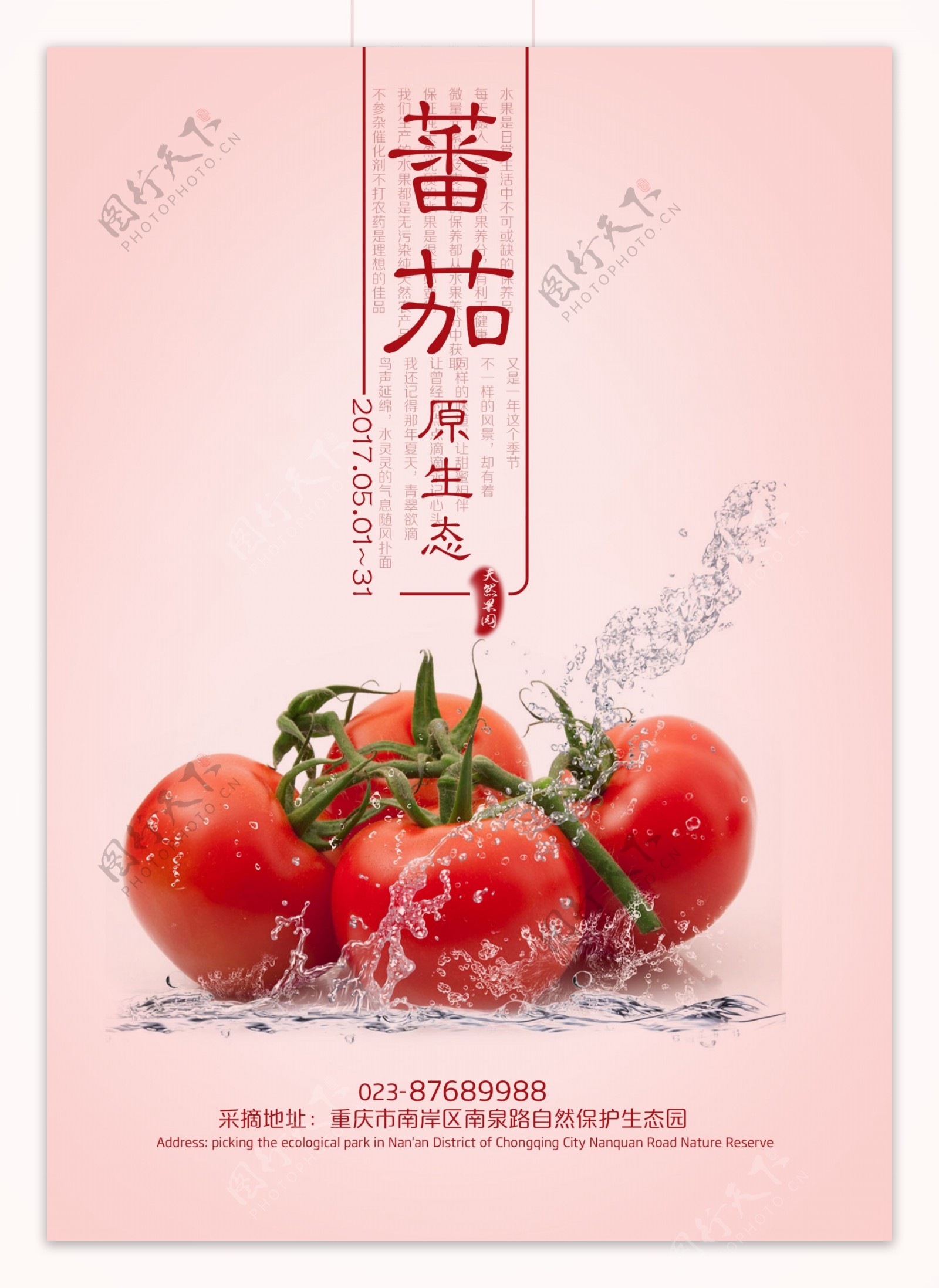 西红柿蕃茄广告