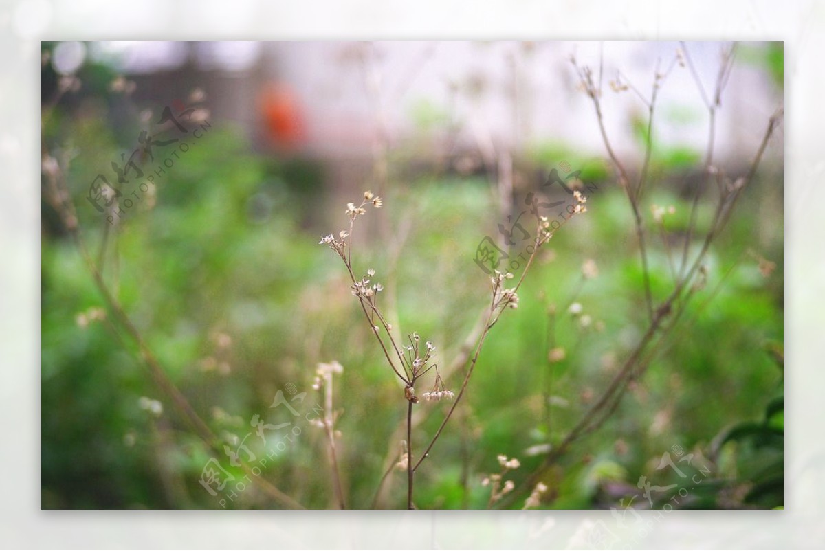 野草枯枝壁纸