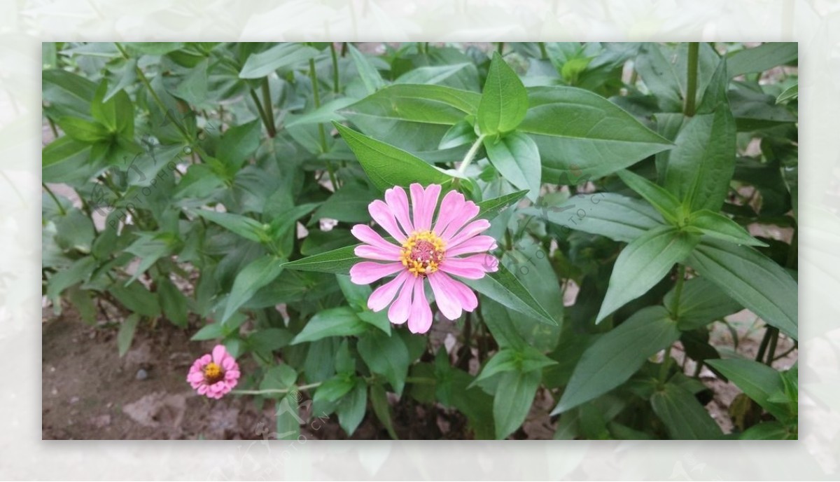 雏菊百日菊