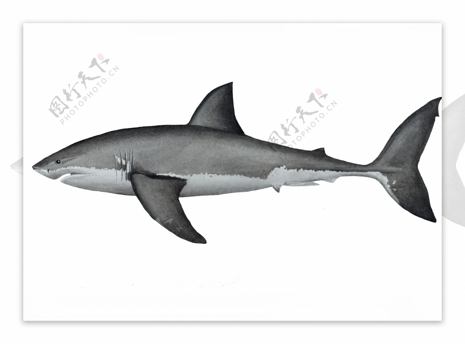水彩大白鲨
