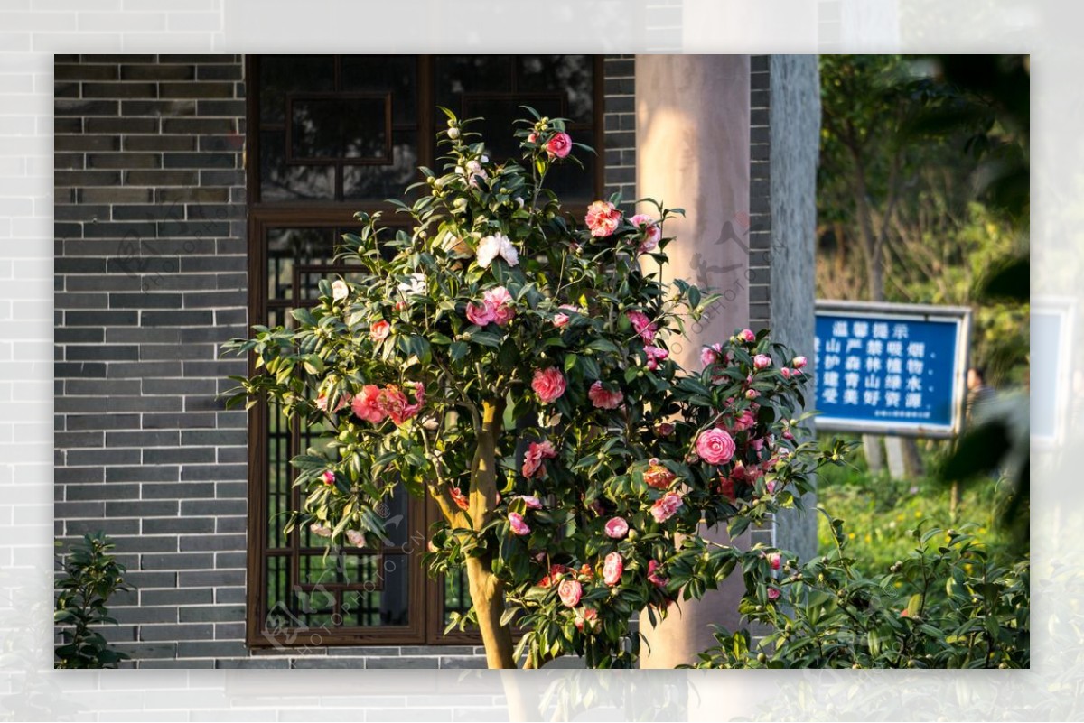 茶花花朵