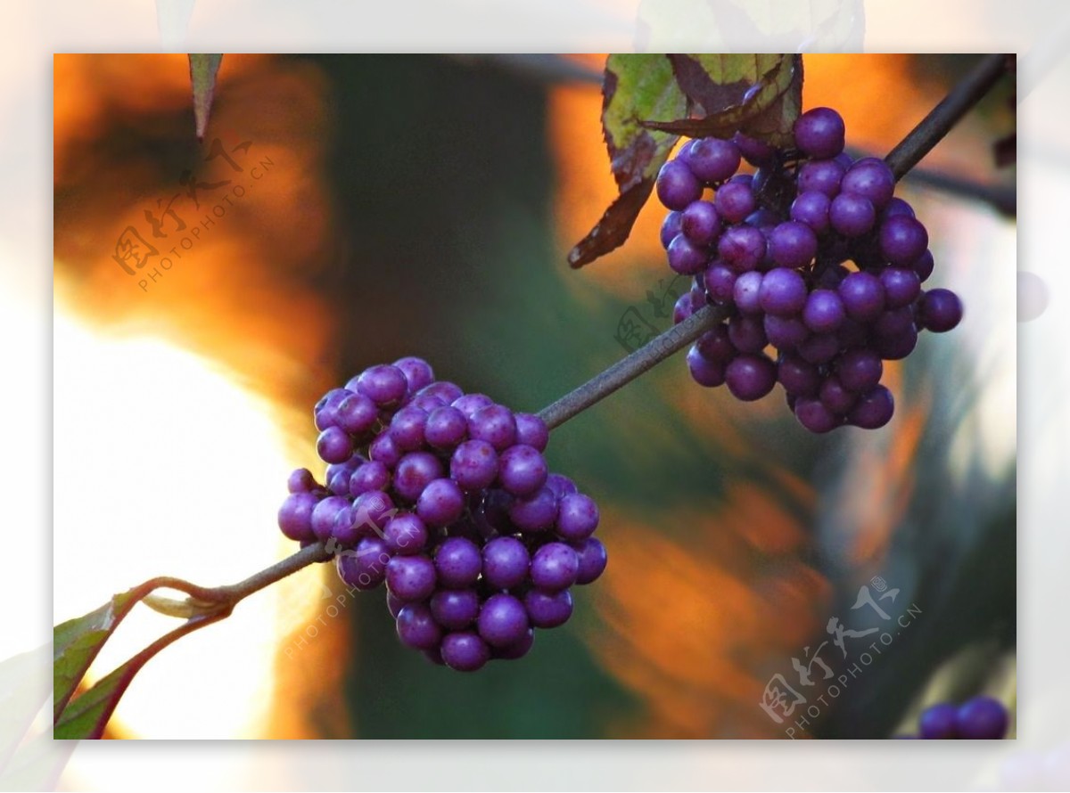 紫色野生浆果