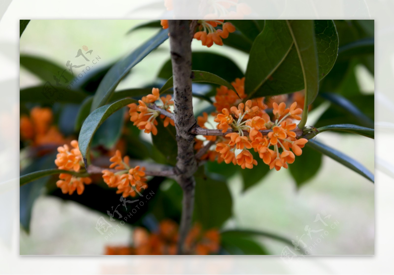 桂花树