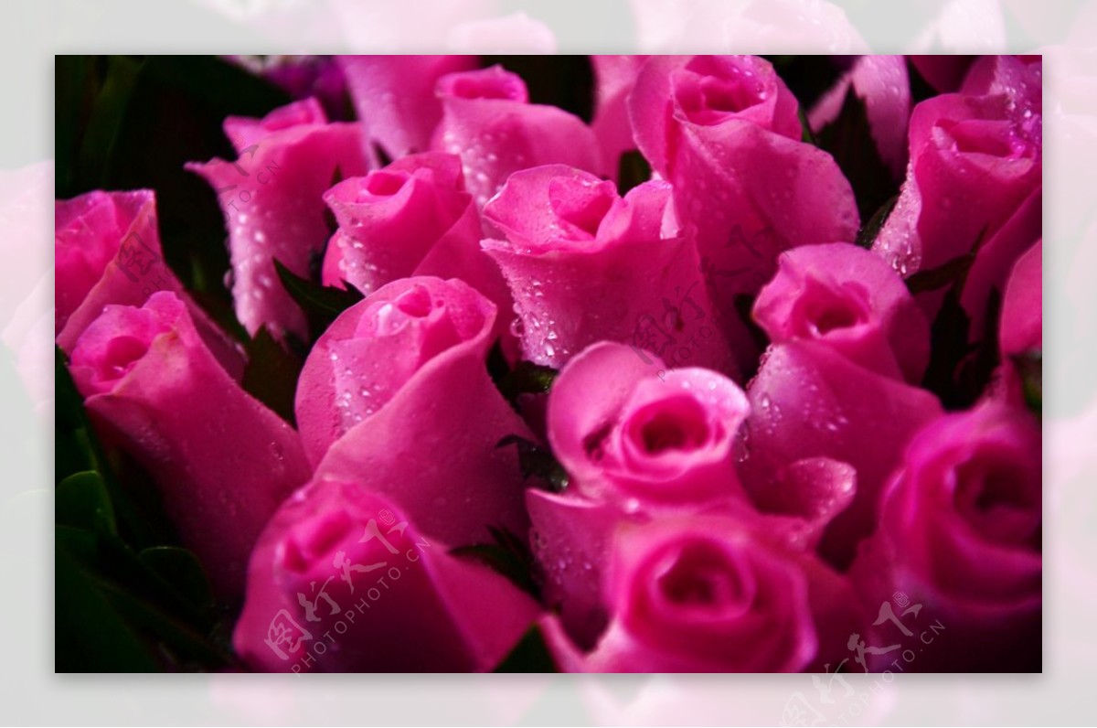 玫瑰 花 自然 - Pixabay上的免费照片 - Pixabay