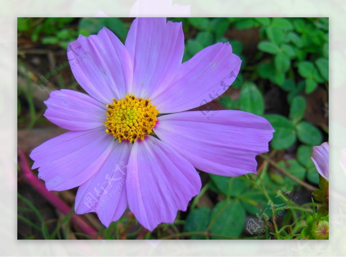 紫色花朵波斯菊