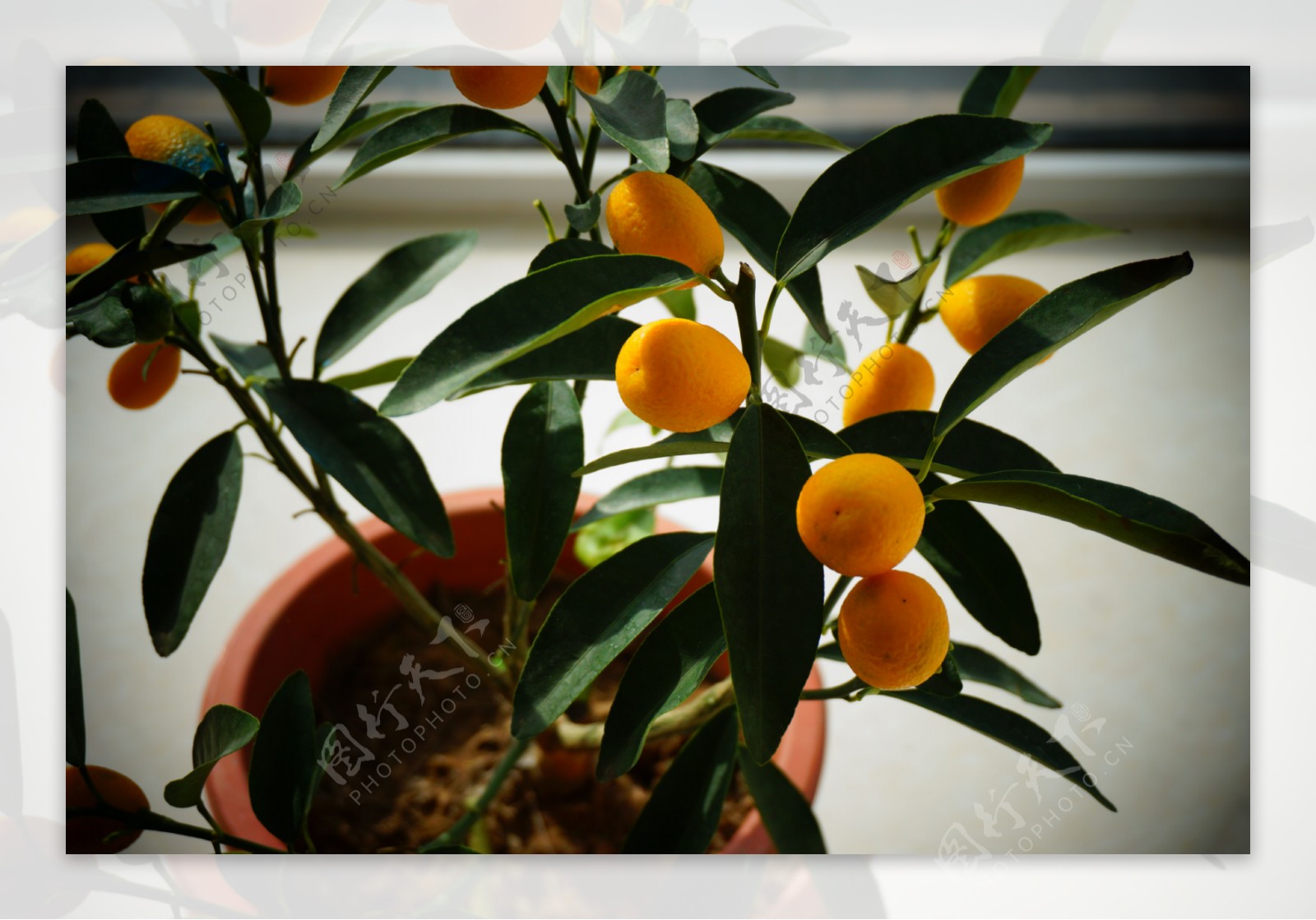 花卉盆栽小金橘